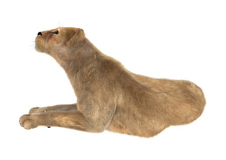 3D digital render of a female lion isolated on white backgroundの写真素材
