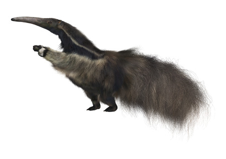 3D digital render of a giant anteater isolated on white backgroundの写真素材
