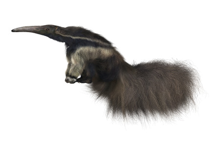 3D digital render of a giant anteater isolated on white backgroundの写真素材
