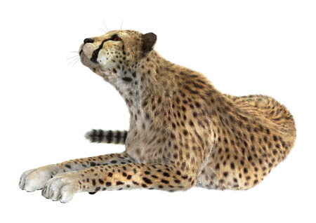 3D digital render of a big cat cheetah isolated on white backgroundの写真素材