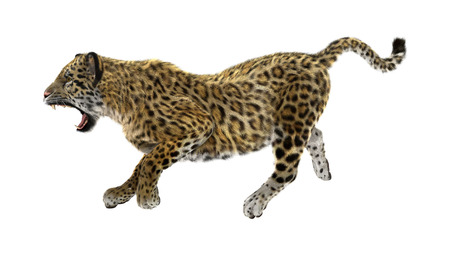 3D digital render of a big cat jaguar running isolated on white backgroundの写真素材