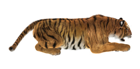 3D digital render of a tiger hunting isolated on white backgroundの写真素材