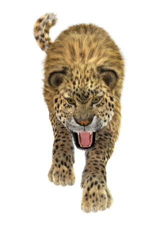 3D digital render of a big cat leopard hunting isolated on white backgroundの写真素材