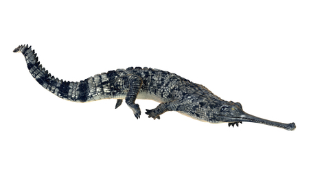 3D digital render of a gharial or Gavialis gangeticus, or gavial, or fish-eating crocodile isolated on white backgroundの写真素材