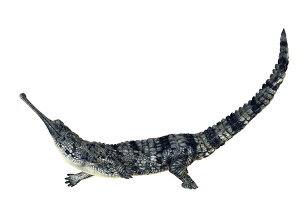 3D digital render of a gharial or Gavialis gangeticus, or gavial, or fish-eating crocodile isolated on white backgroundの写真素材
