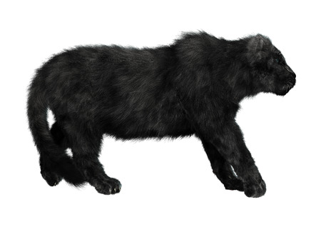 3D digital render of a big cat black panther walking isolated on white background