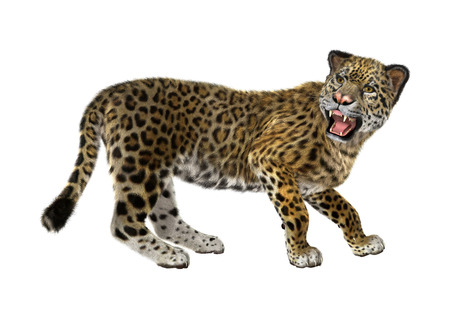 3D digital render of a big cat jaguar isolated on white backgroundの写真素材