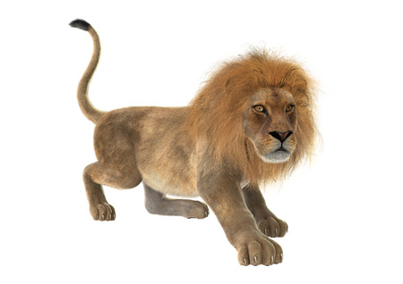 3D digital render of a male lion isolated on white backgroundの写真素材