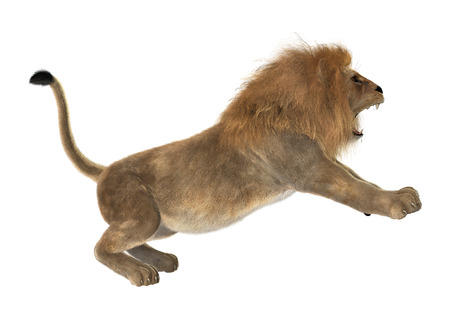 3D digital render of a male lion isolated on white backgroundの写真素材