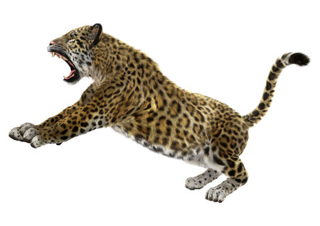 3D digital render of a big cat jaguar hunting isolated on white backgroundの写真素材
