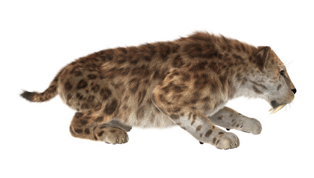 3D digital render of a smilodon or a saber toothed cat isolated on white backgroundの写真素材