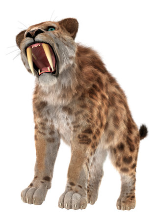 3D digital render of a smilodon or a saber toothed cat isolated on white backgroundの写真素材