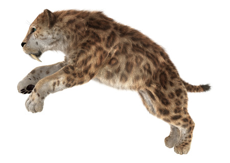 3D digital render of a smilodon or a saber toothed cat isolated on white backgroundの写真素材