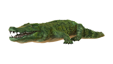 3D digital render of a green crocodile isolated on white backgroundの写真素材