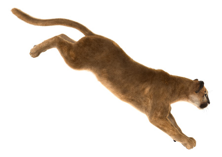 3D digital render of a big cat puma jumping isolated on white backgroundの写真素材