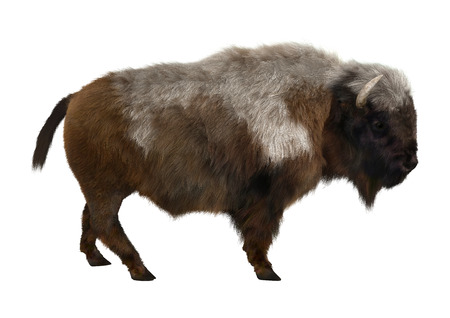 3D digital render of an American bison standing isolated on white backgroundの写真素材