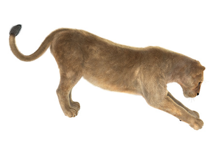 3D digital render of a female lion stretching isolated on white backgroundの写真素材