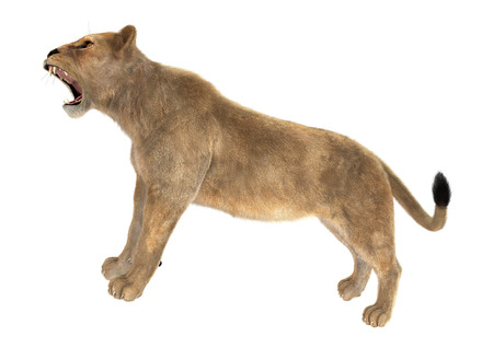 3D digital render of a female lion roaring isolated on white backgroundの写真素材