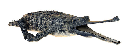 3D digital render of a gharial or Gavialis gangeticus, or gavial, or fish-eating crocodile isolated...