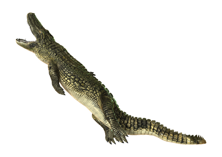 3D digital render of an American alligator isolated on white backgroundの写真素材