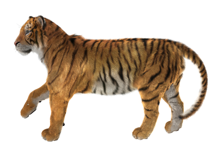 3D digital render of a tiger isolated on white backgroundの写真素材