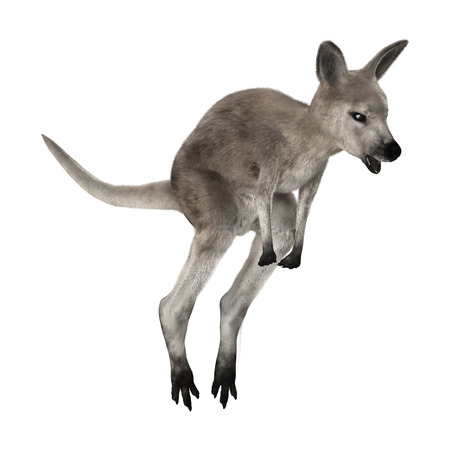 3D digital render of a grey baby kangaroo isolated on white backgroundの写真素材