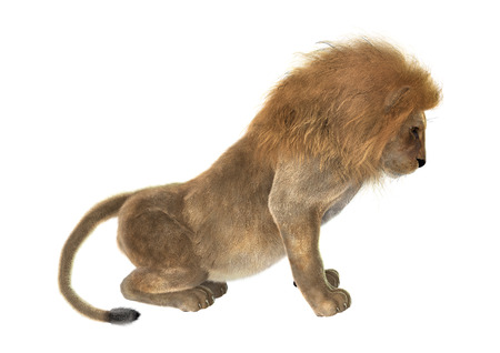 3D digital render of a male lion isolated on white backgroundの写真素材