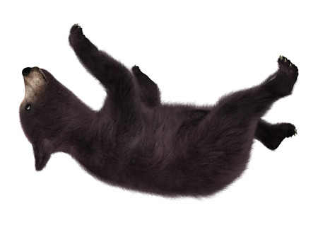 3D digital render of a black bear cub isolated on white backgroundの写真素材