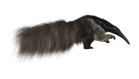 3D digital render of a giant anteater isolated on white backgroundの写真素材