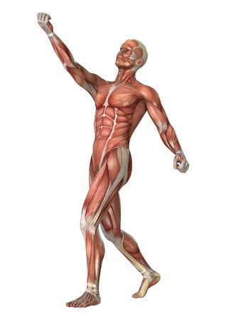 3D digital render of a male anatomy figure with muscles map isolated on white backgroundの写真素材
