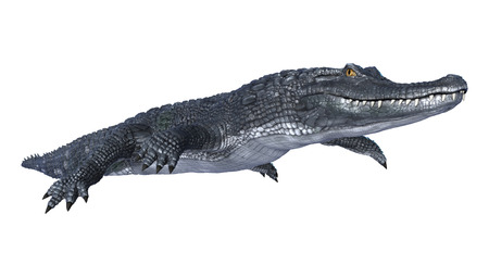 3D digital render of an alligator caiman isolated on white backgroundの写真素材
