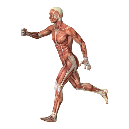 3D digital render of a male anatomy figure with muscles map isolated on white backgroundの写真素材