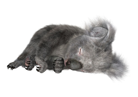 3D digital render of a cute Australian koala bear sleeping isolated on white backgroundの写真素材