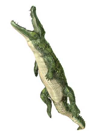 3D digital render of a green crocodile isolated on white backgroundの写真素材