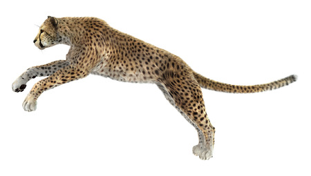 3D digital render of a big cat cheetah isolated on white backgroundの写真素材