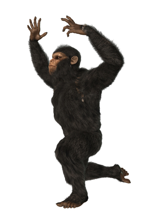 3D digital render of a chimpanzee isolated on white backgroundの写真素材