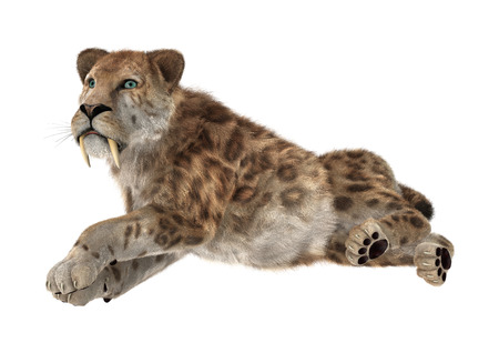 3D digital render of a big cat sabertooth isolated on white backgroundの写真素材