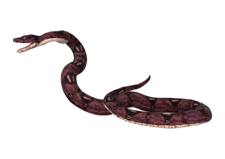 3D digital render of an anaconda snake isolated on white background