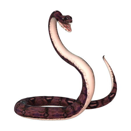 3D digital render of an anaconda snake isolated on white background