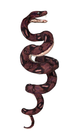 3D digital render of an anaconda snake isolated on white background