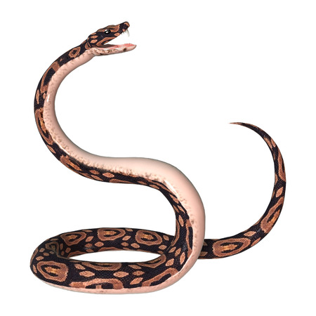 3D digital render of a ball python snake isolated on white background