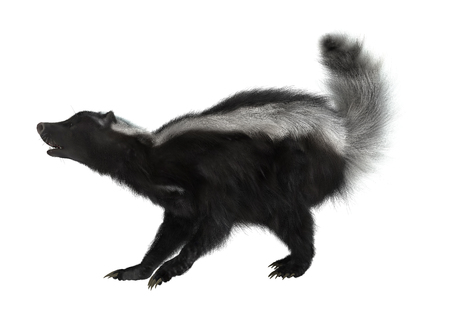 3D digital render of a striped skunk or Mephitis mephitis isolated on white backgroundの写真素材