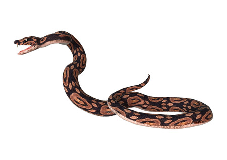3D digital render of a ball python snake isolated on white background