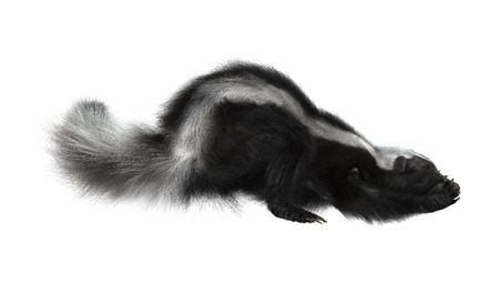 3D digital render of a striped skunk isolated on white backgroundの写真素材