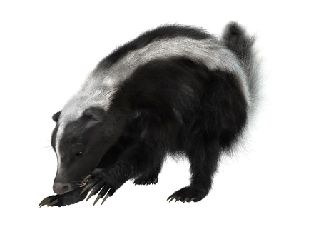 3D digital render of a striped skunk isolated on white backgroundの写真素材