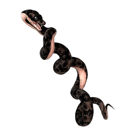 3D digital render of a cottonmouth snake isolated on white background