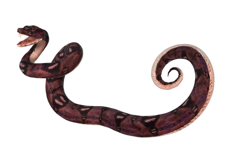 3D digital render of an anaconda snake isolated on white background