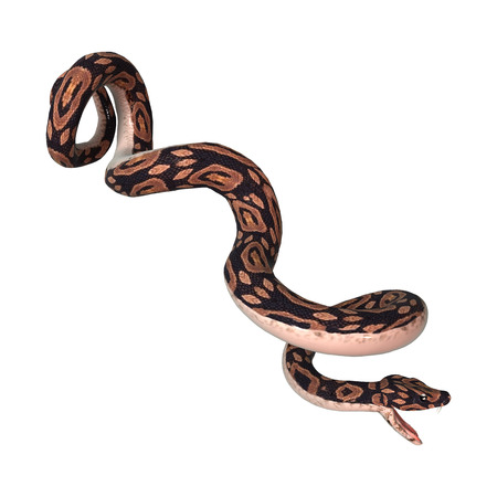 3D digital render of a ball python snake isolated on white background