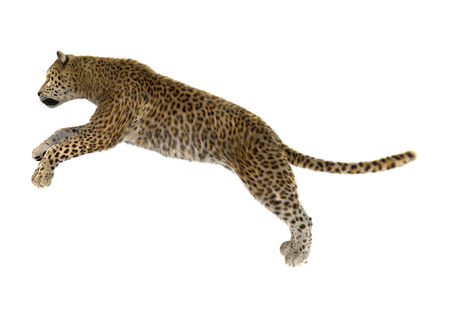 3D digital render of a big cat leopard isolated on white background