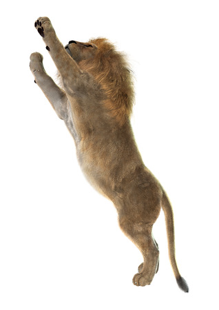 3D digital render of a male lion isolated on white backgroundの写真素材